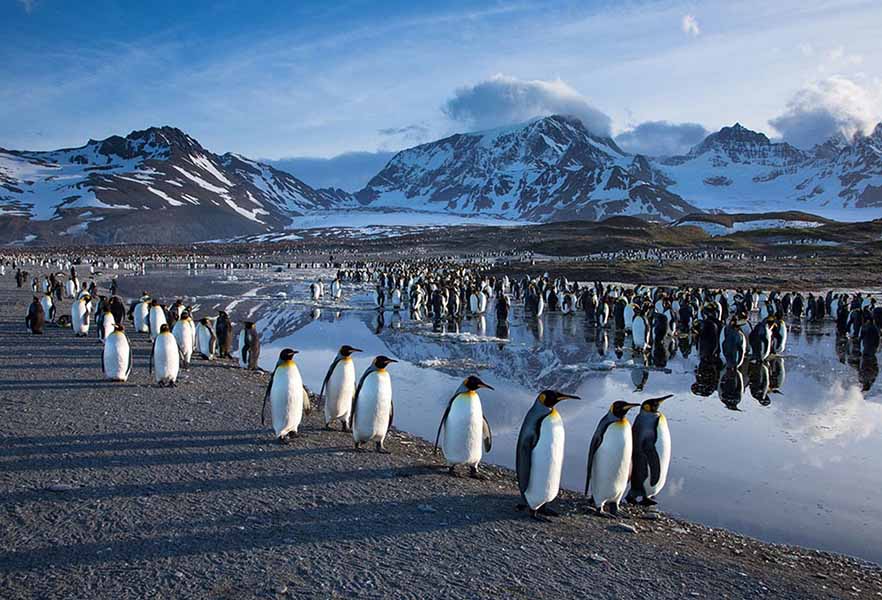 Отдых с пингвинами в Антарктиде